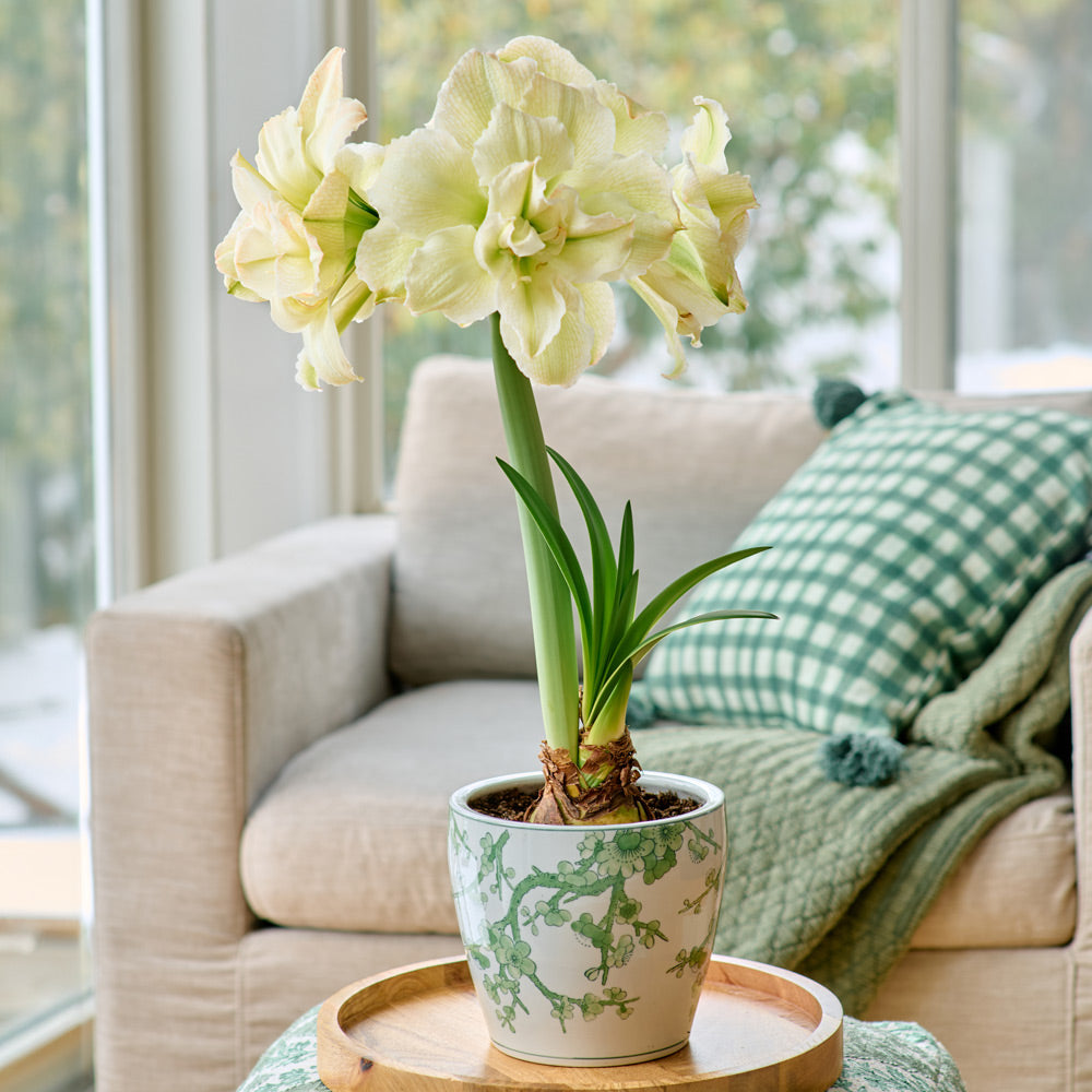 Amaryllis 'Polar Belle,' one bulb and Imperial Chinoiserie Cachepot kit