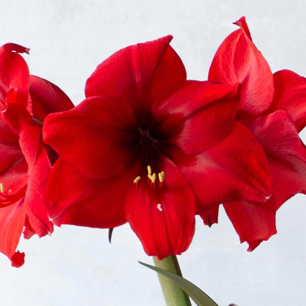 Amaryllis 'Red Paradise,' one bulb in natural jute basket