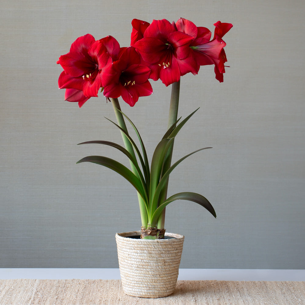 Amaryllis 'Red Paradise,' one bulb in natural jute basket