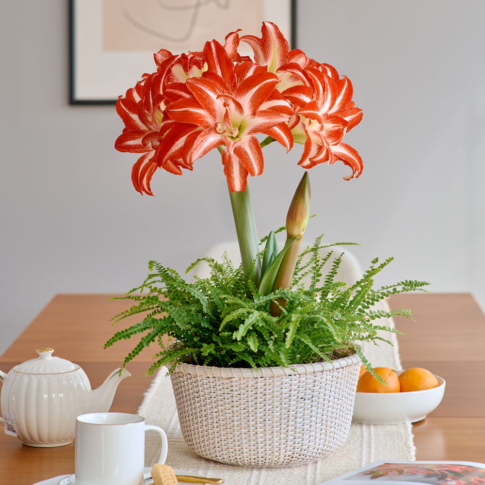 Amaryllis 'Splash'