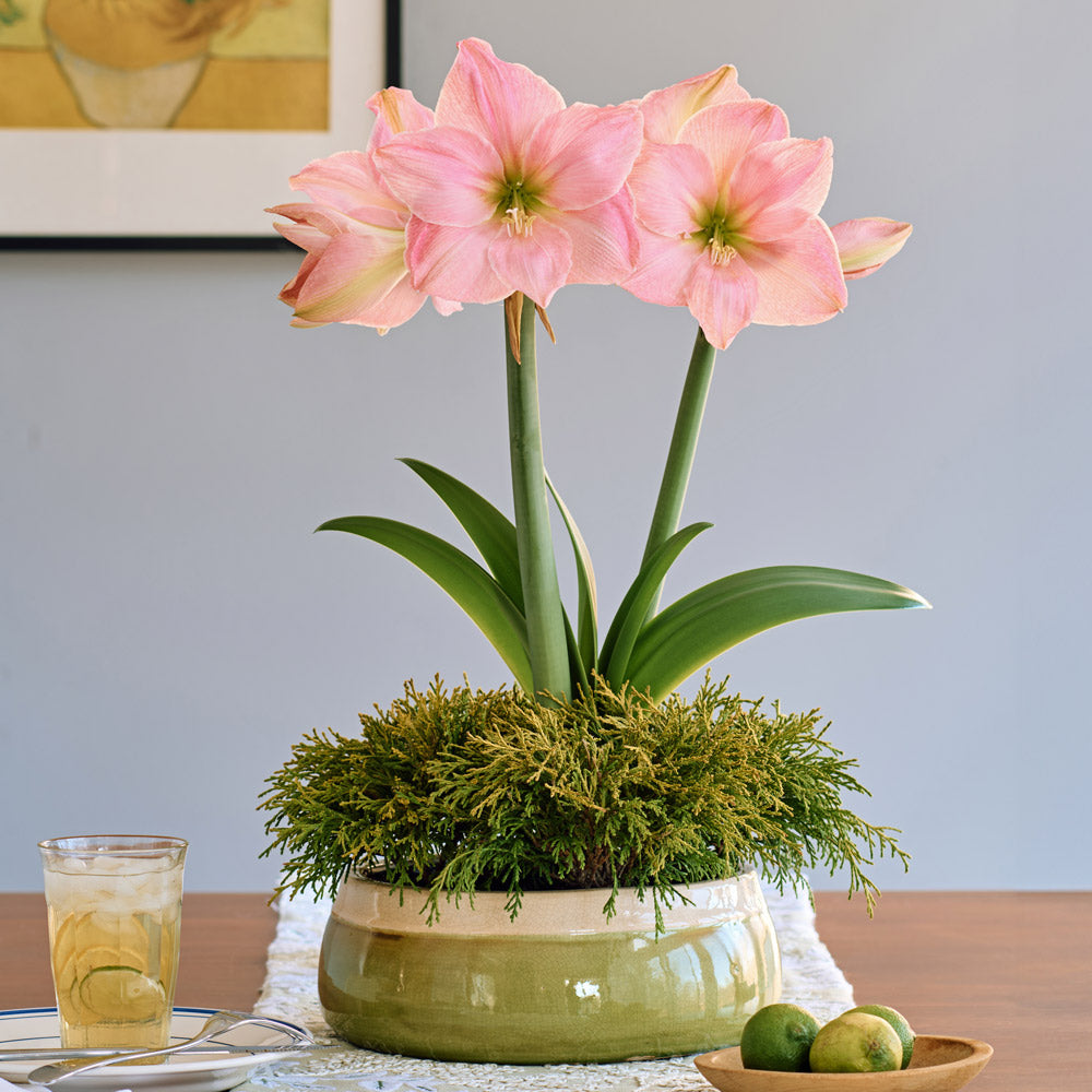 Amaryllis 'Sweet Star' & Sawara Cypress Dish Garden Kit