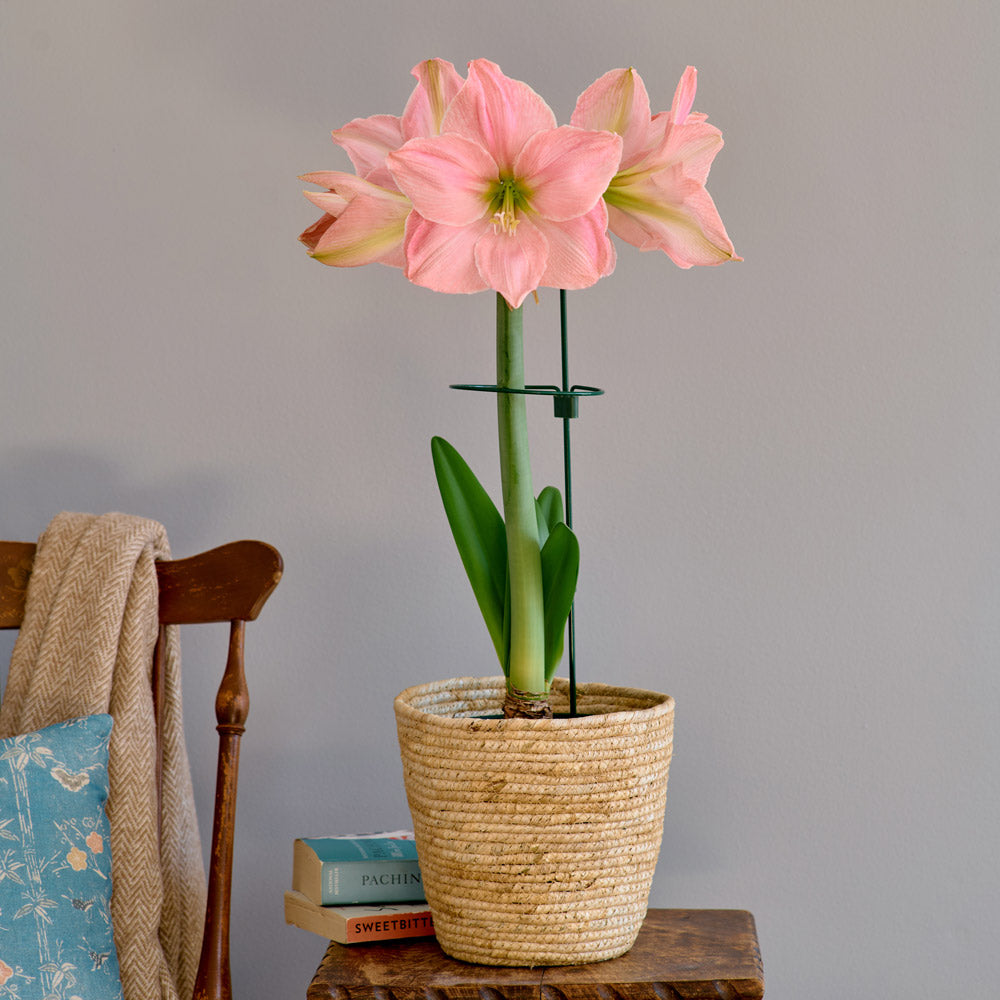 Amaryllis 'Sweet Star,' one bulb in natural jute basket