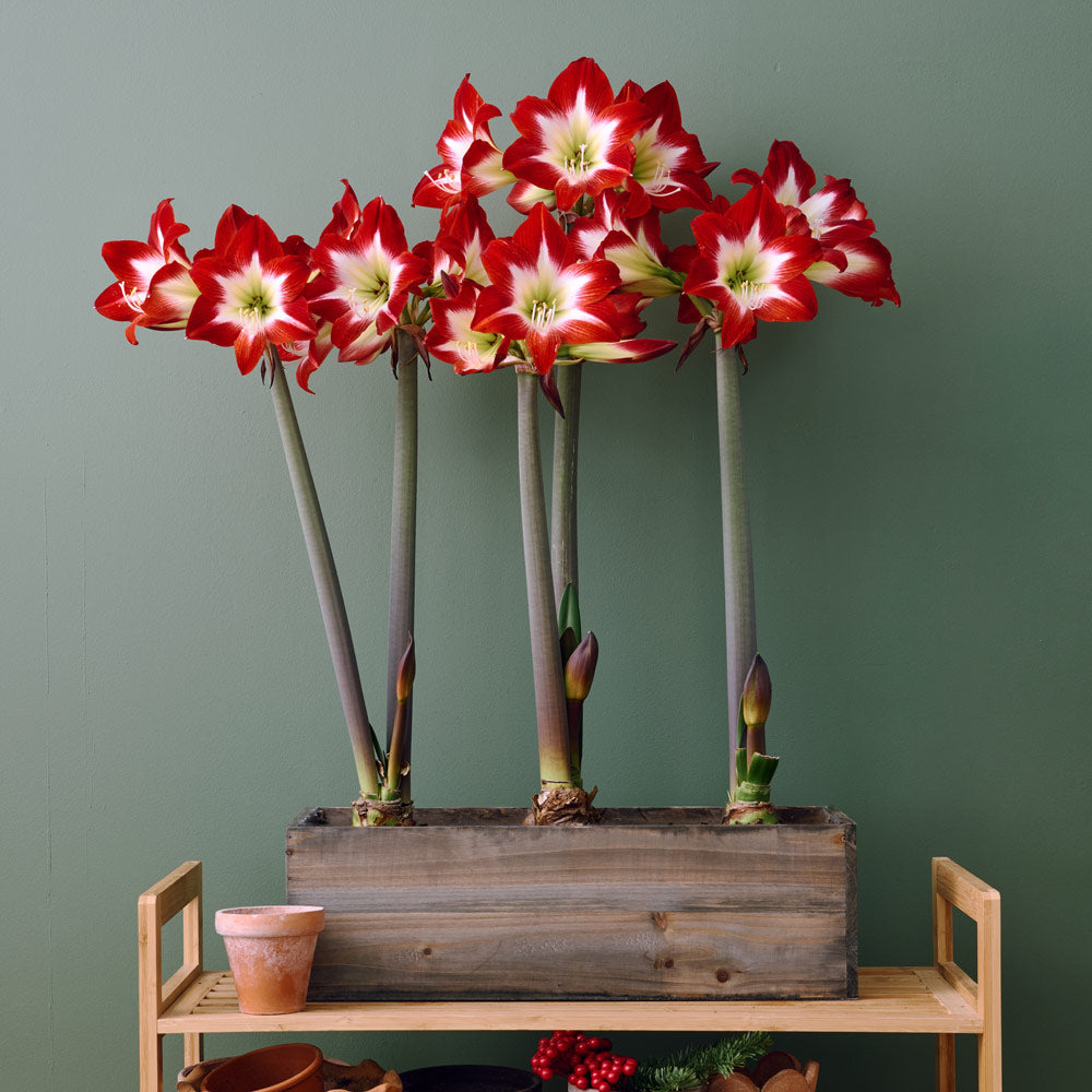 Amaryllis 'Très Chic'