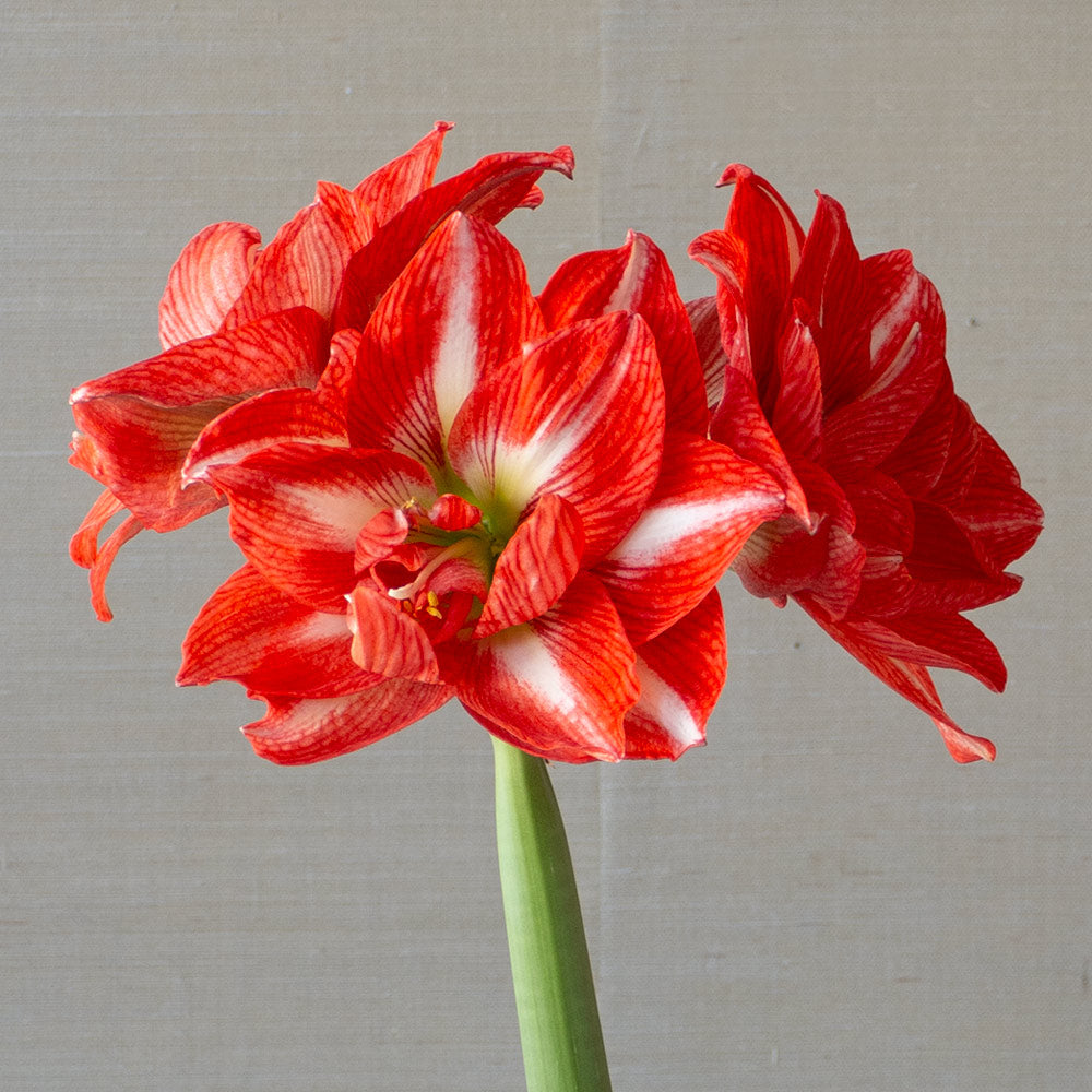 Amaryllis 'Tropical Nymph,' one bulb in natural jute basket