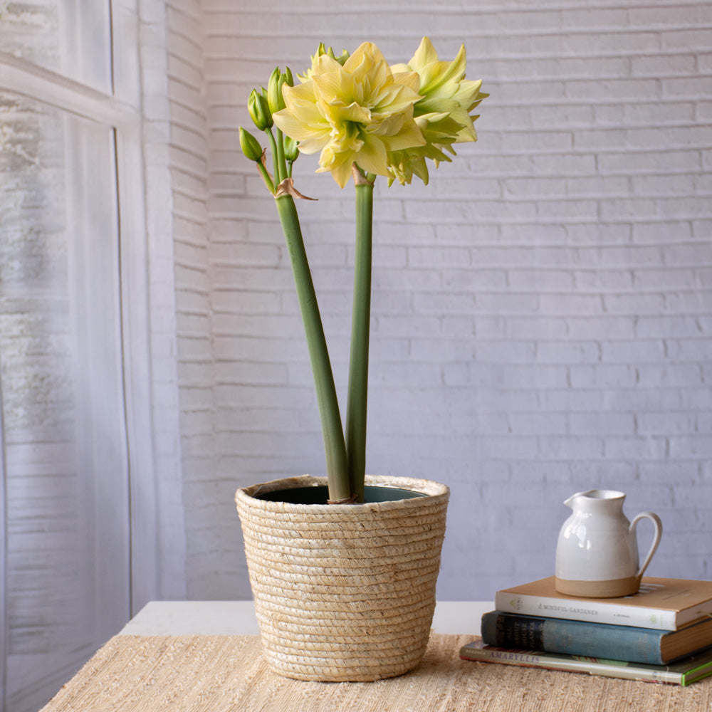 Amaryllis 'Yellow Crown,' one bulb in natural jute basket