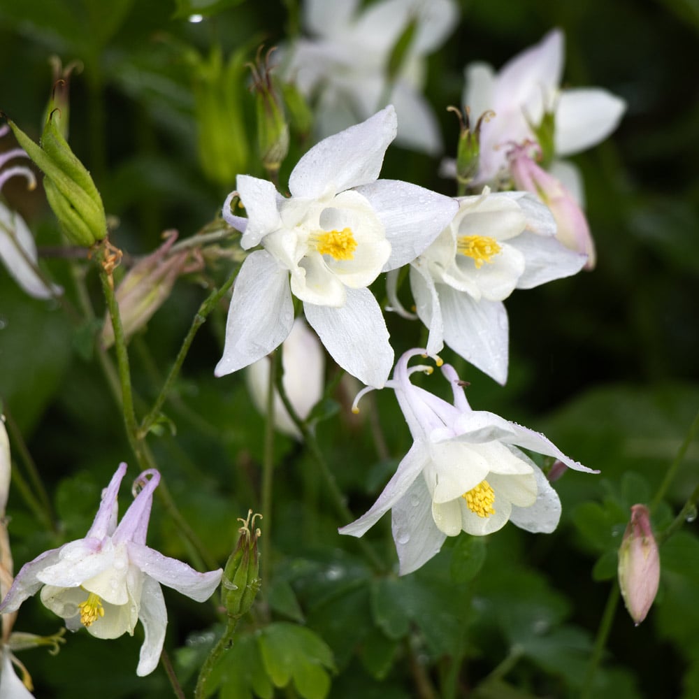 Aquilegia 'Dove'