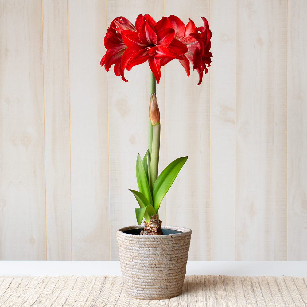 Amaryllis 'Double Delicious,' one bulb in natural jute basket