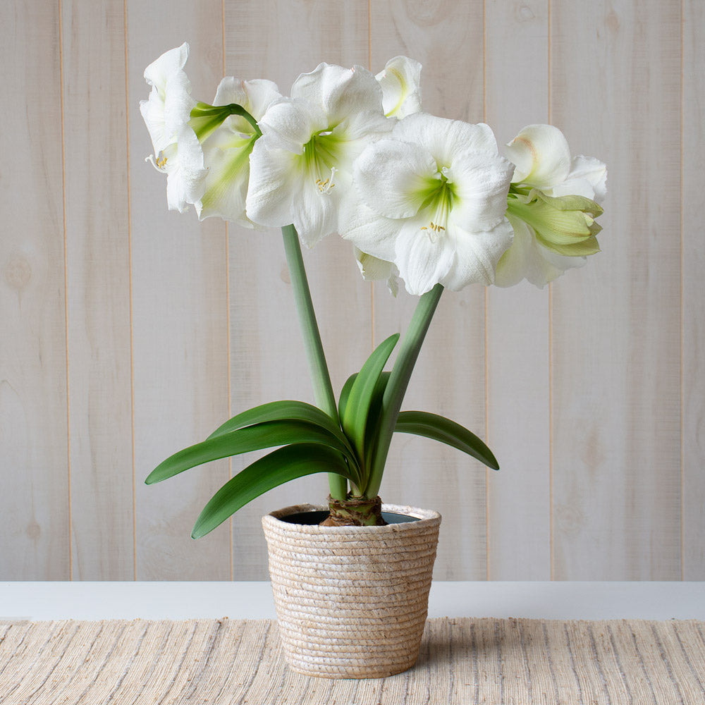 Amaryllis 'Moscow,' one bulb in natural jute basket