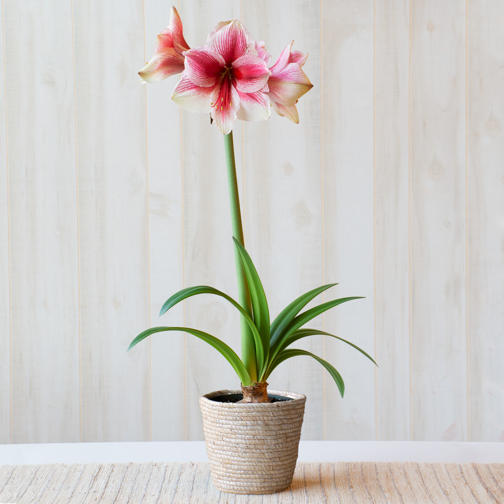 Amaryllis 'Pink Beauty,' one bulb in natural jute basket