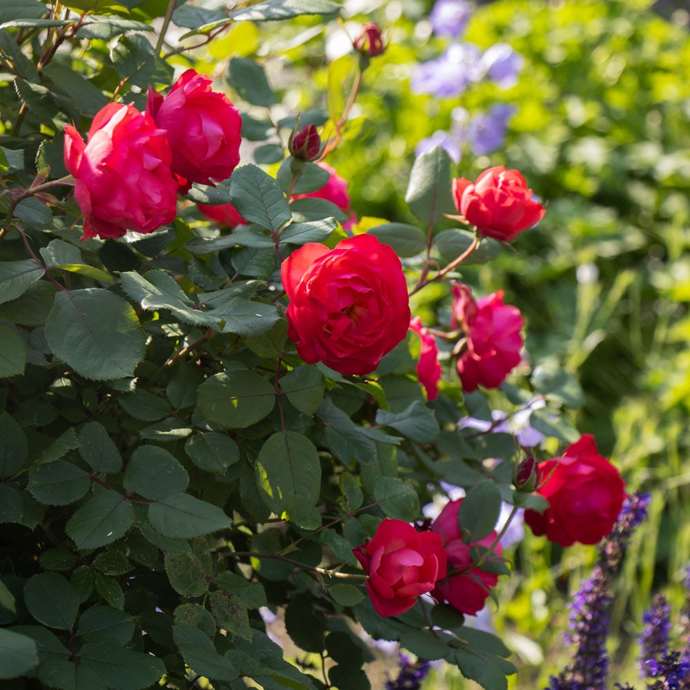 Rose Oso Easy Double Red®