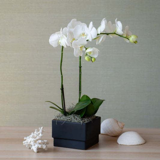 White Moth Orchid in black square cachepot