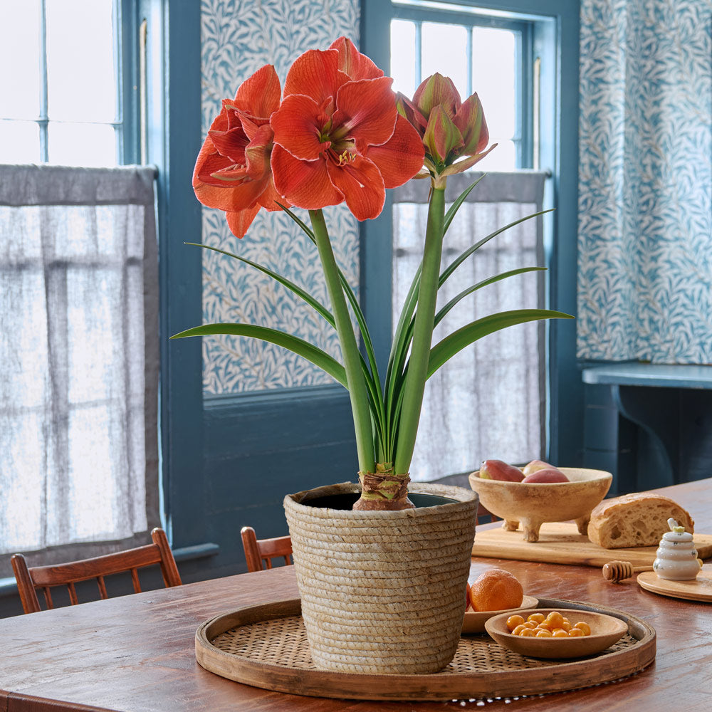 Amaryllis 'Magical Touch,' one bulb in natural jute basket