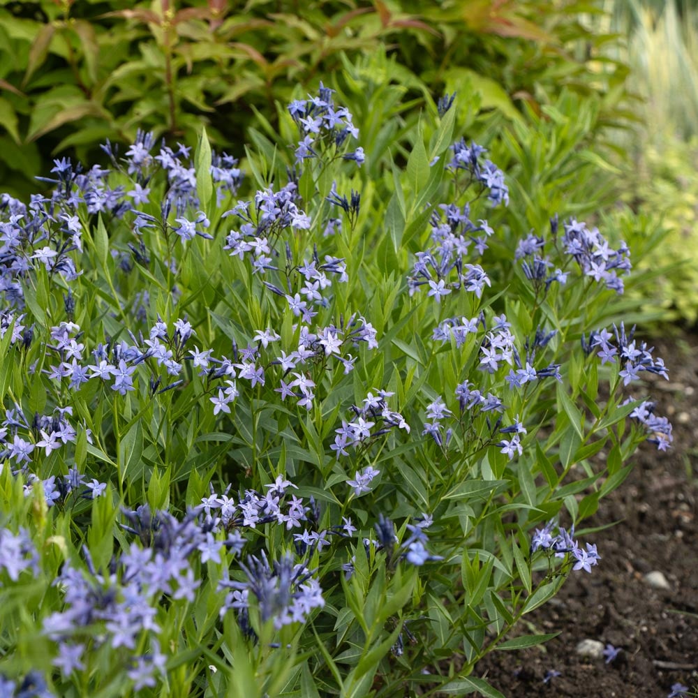 Amsonia 'Blue Ice'