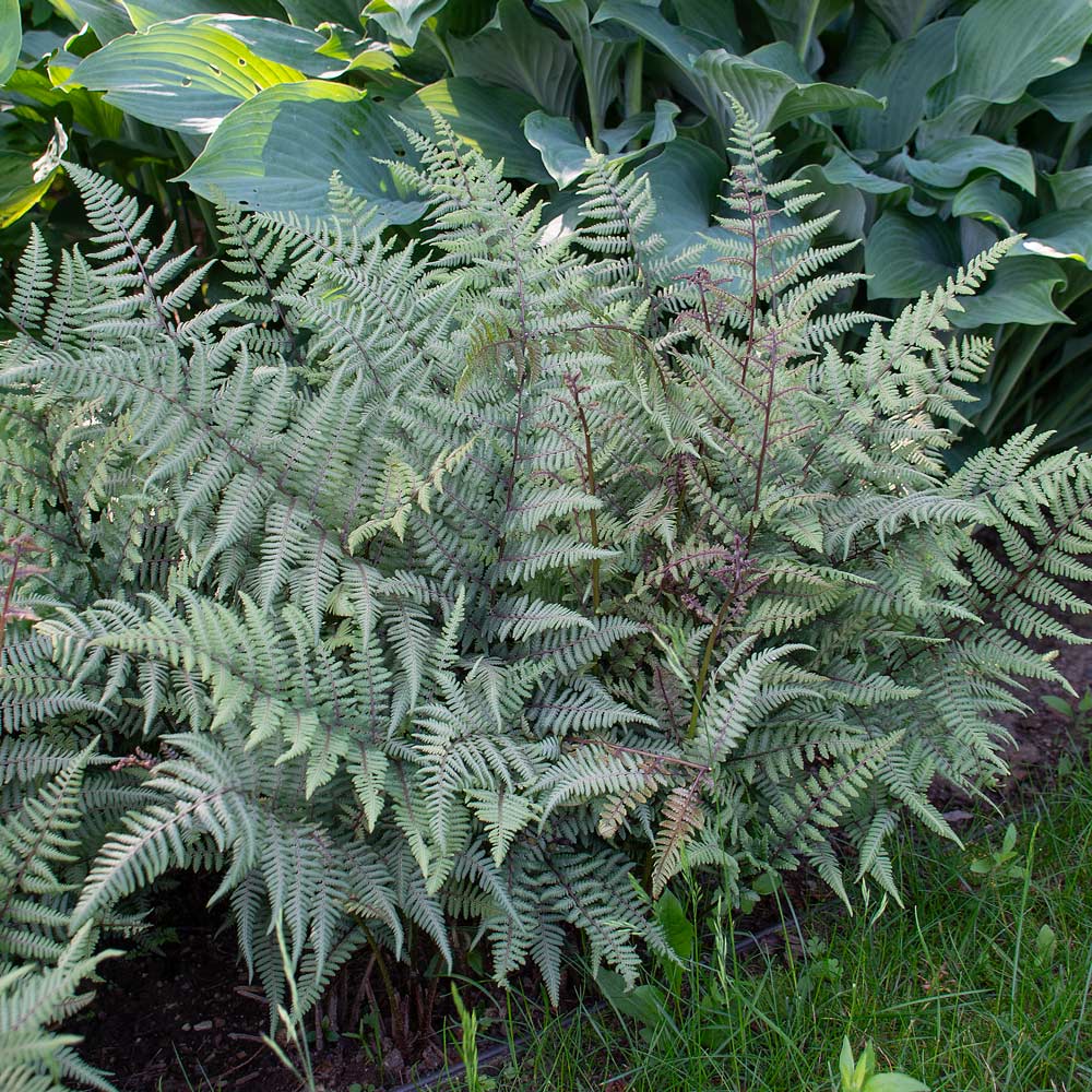 Athyrium 'Ghost'