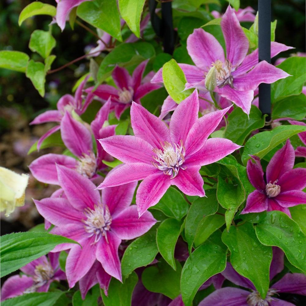 Clematis Poseidon™ Boulevard®
