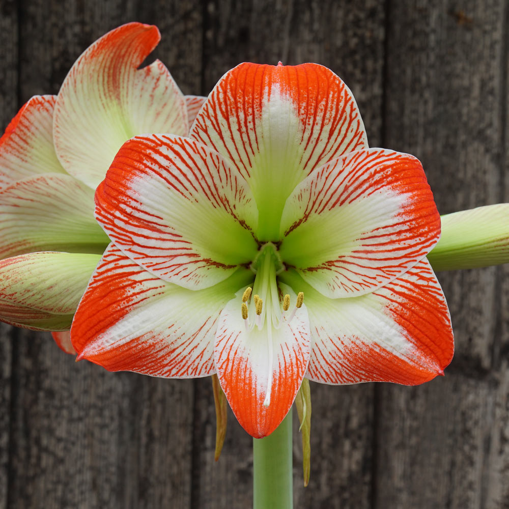 Amaryllis 'Tropical Sensation,' one bulb and corbridge urn kit