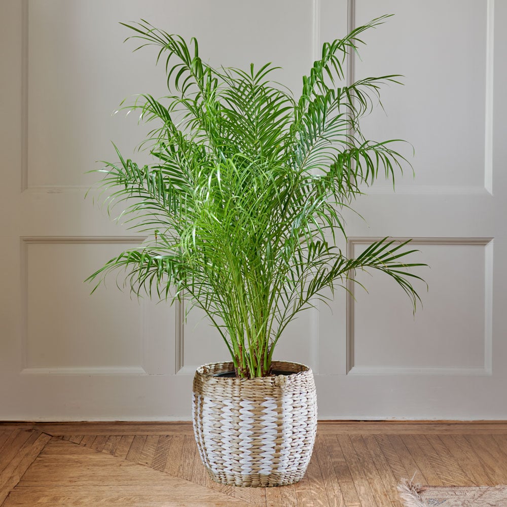 Pygmy Date Palm