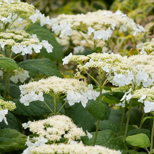 Hydrangea arborescens 'Haas' Halo'