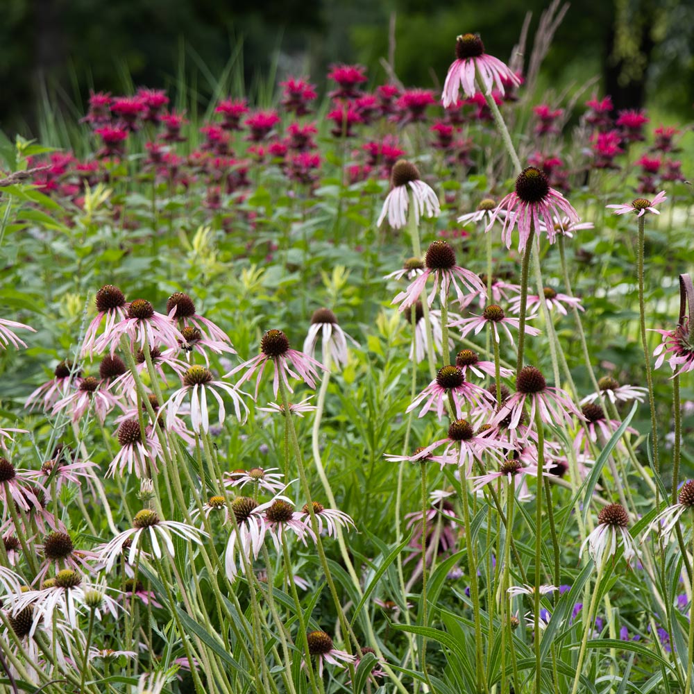 Echinacea pallida
