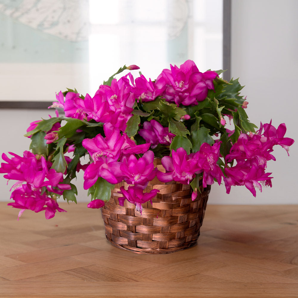 Holiday Cactus 'Pink Flame' in basket