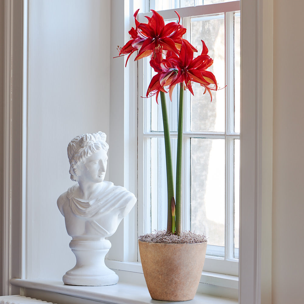 Amaryllis 'Bogota,' one bulb in resin cachepot