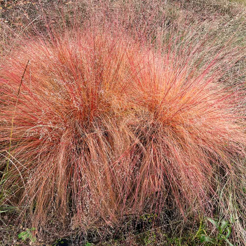 Native Plants for Songbirds