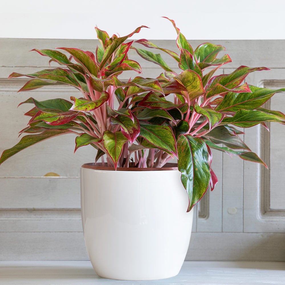 Chinese Evergreen 'Siam Aurora' in white ceramic cachepot