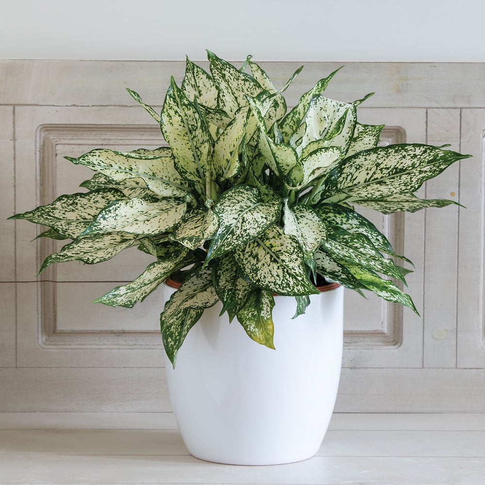 Chinese Evergreen 'Spring Snow' in white ceramic cachepot