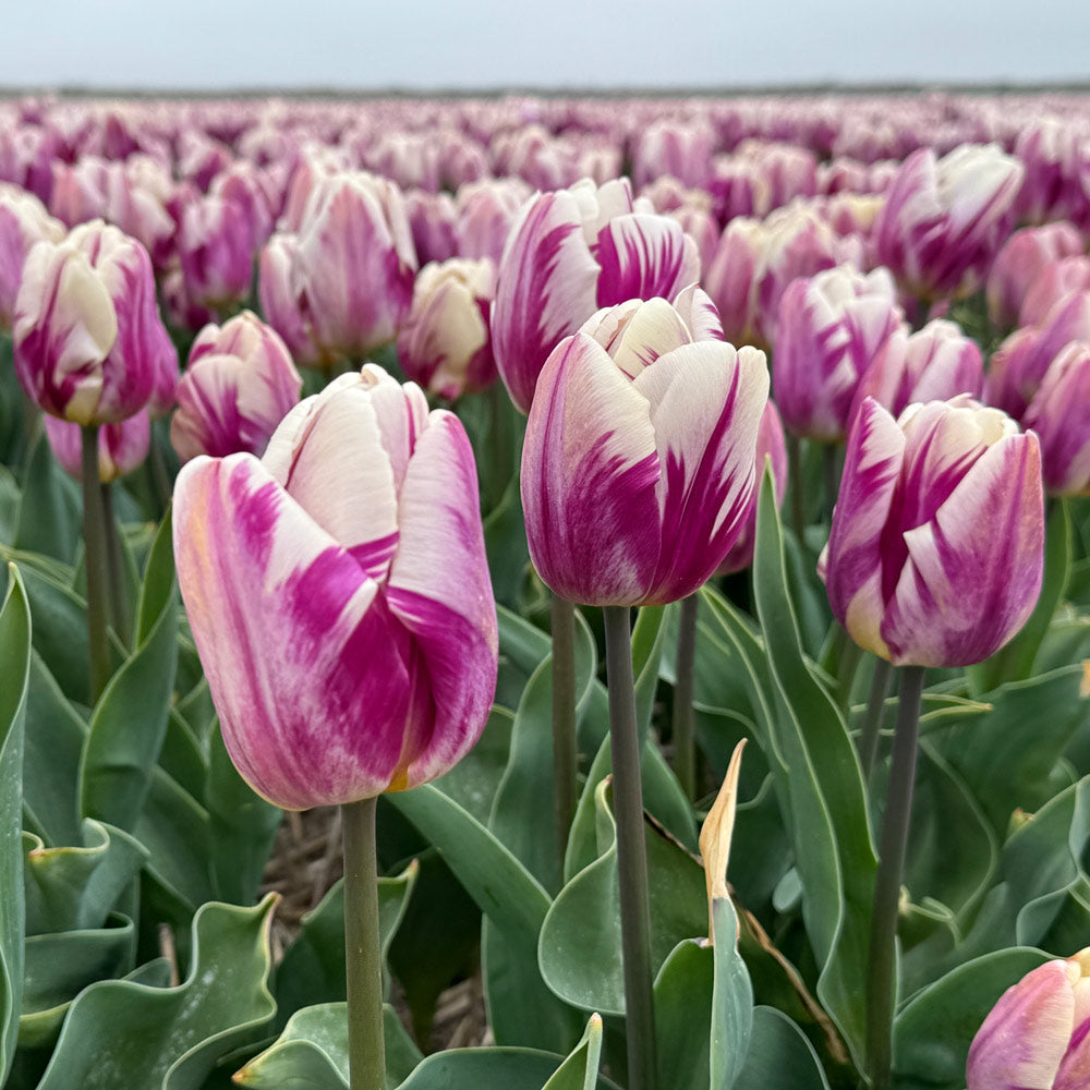 Tulip 'Bojangles'