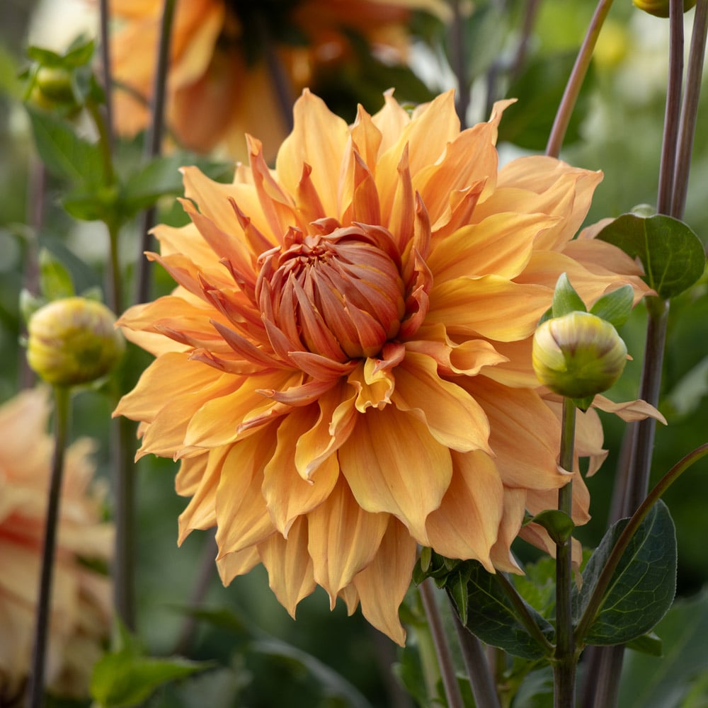 Dahlia 'Hamari Gold'