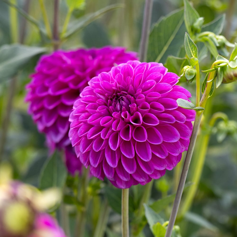 Dahlia 'Purple Fox'
