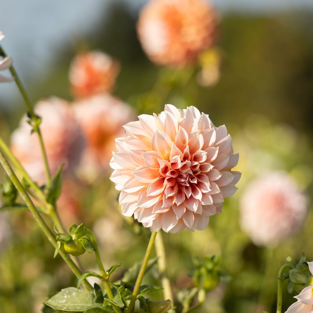 Dahlia 'Peaches'