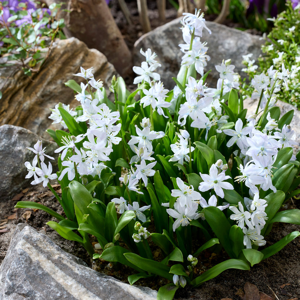 Scilla mischtschenkoana