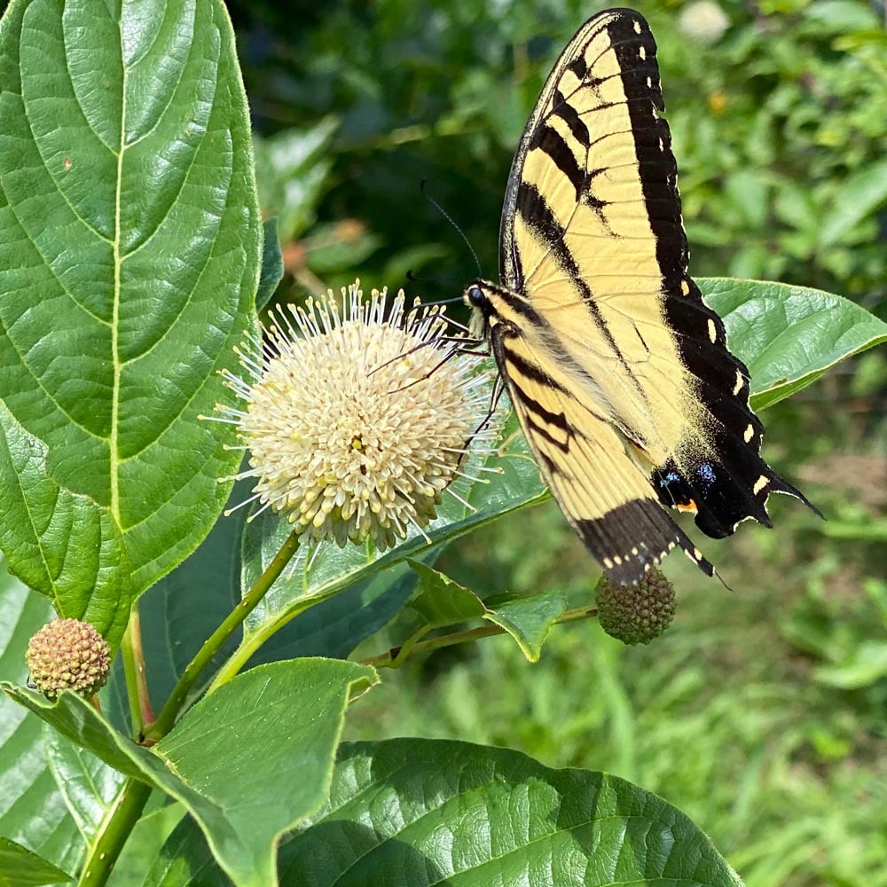 Cephalanthus occidentalis Sugar Shack®