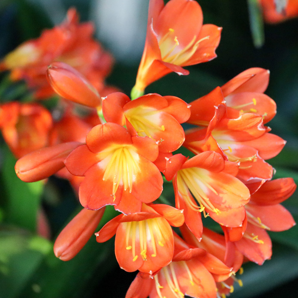 Clivia miniata in terracotta pot with saucer