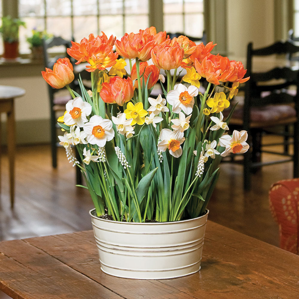 Apricot Marmalade Bulb Garden in large metal cachepot