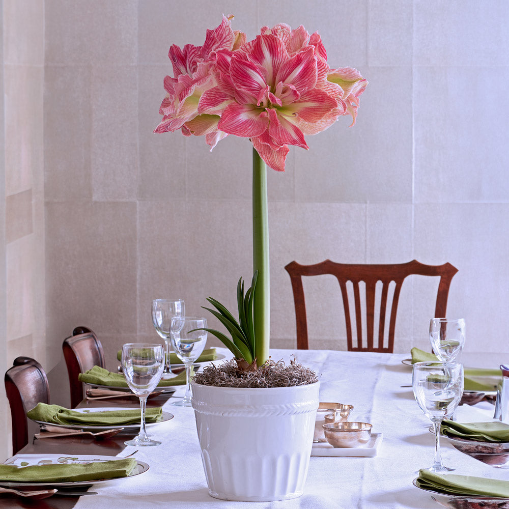 Amaryllis 'Pretty Nymph,' one bulb in cachepot