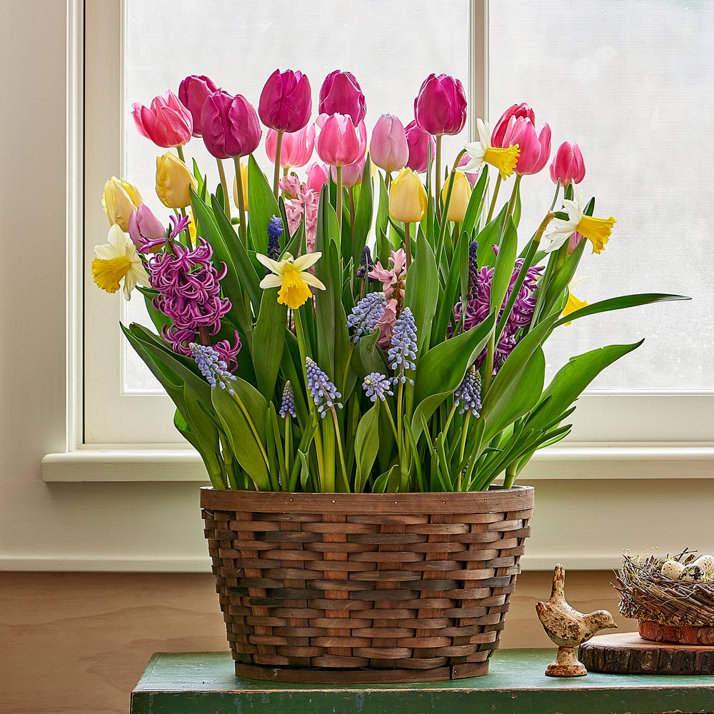 Pastel Parade Bulb Garden in X-large woven basket