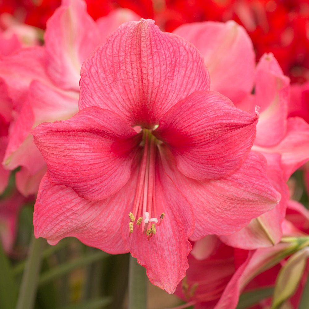 Amaryllis 'Pink Surprise,' one bulb with Delft Blue Floral Pedestal Cachepot Kit