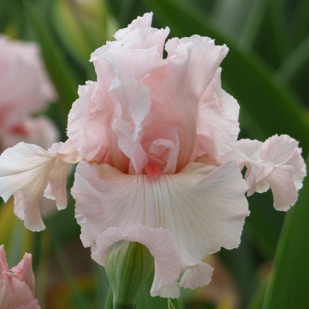 Iris germanica 'Irish Beauty'