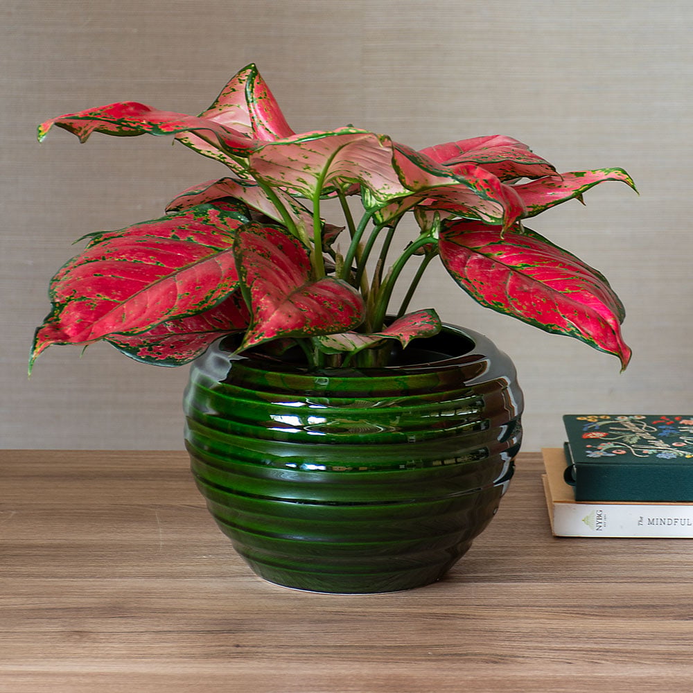 Chinese Evergreen 'Red Valentine' in Bergs Spring Lake Cachepot