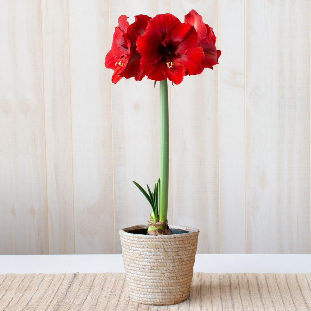 Amaryllis 'Ferrari,' one bulb in natural jute basket
