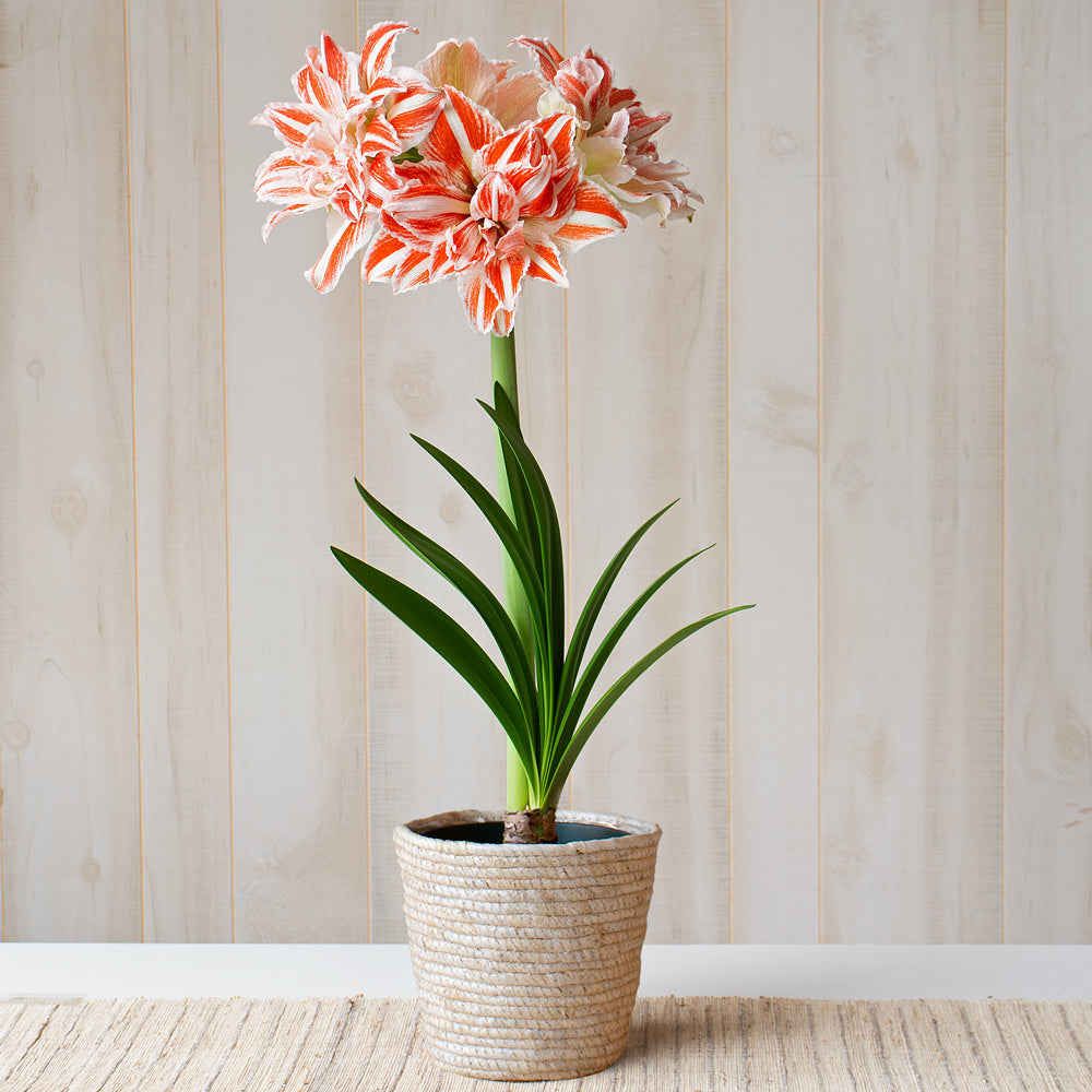 Amaryllis 'Dancing Queen,' one bulb in natural jute basket