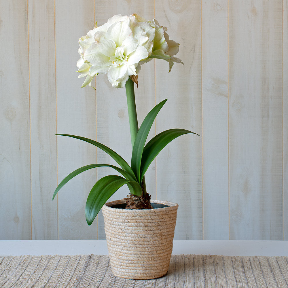 Amaryllis 'Polar Belle,' one bulb in natural jute basket