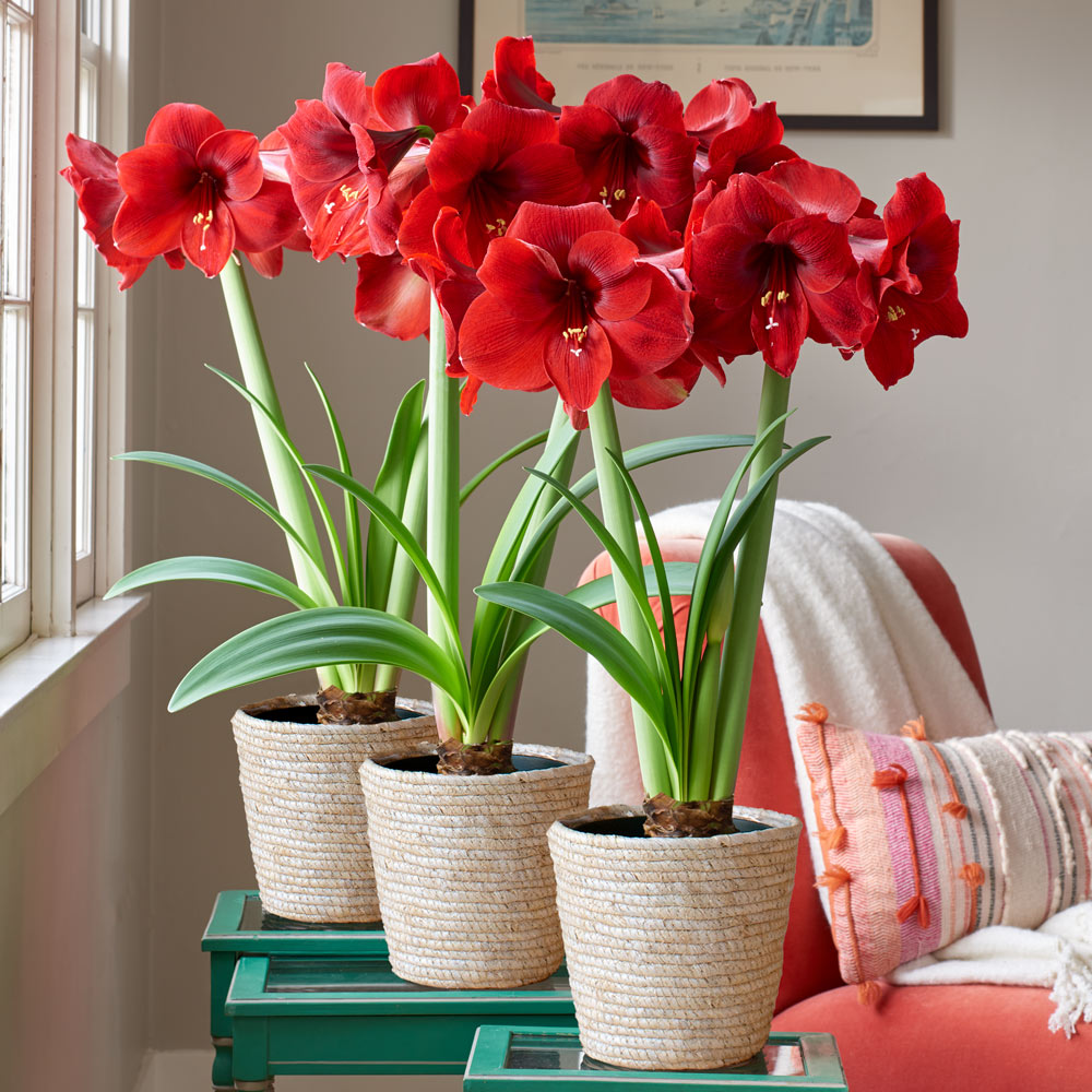 Red Amaryllis in Natural Jute Baskets to 3 Different Addresses - Standard Shipping Included