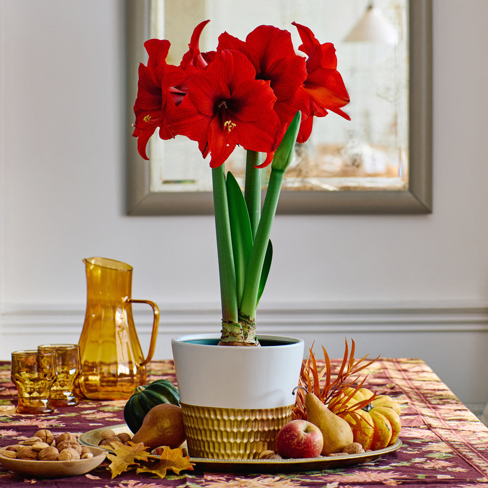 Amaryllis Double Six™