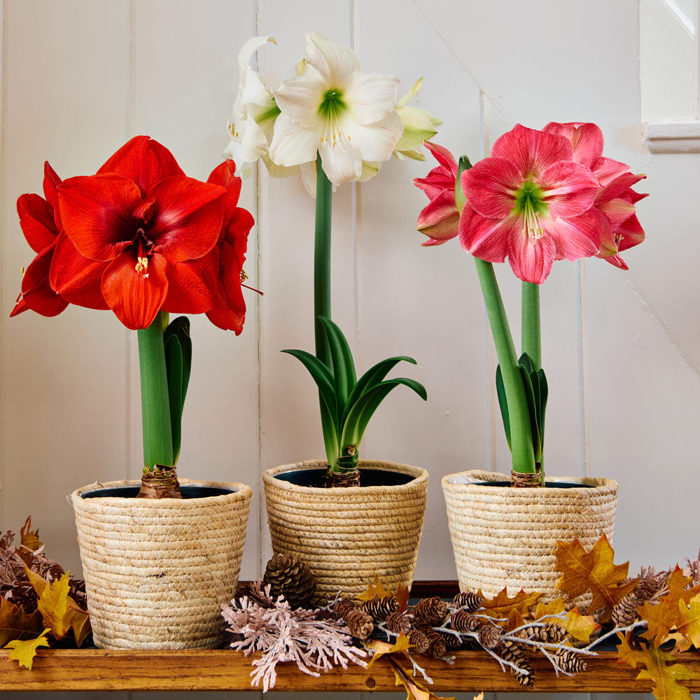 Colorful Trio of South African Amaryllis, 3 bulbs in natural jute baskets