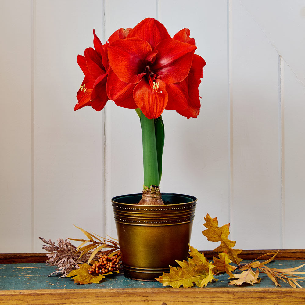 Amaryllis Merry Christmas™