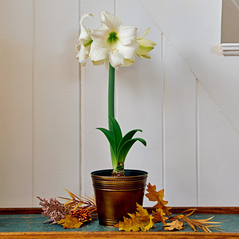 Amaryllis Wedding Dance™