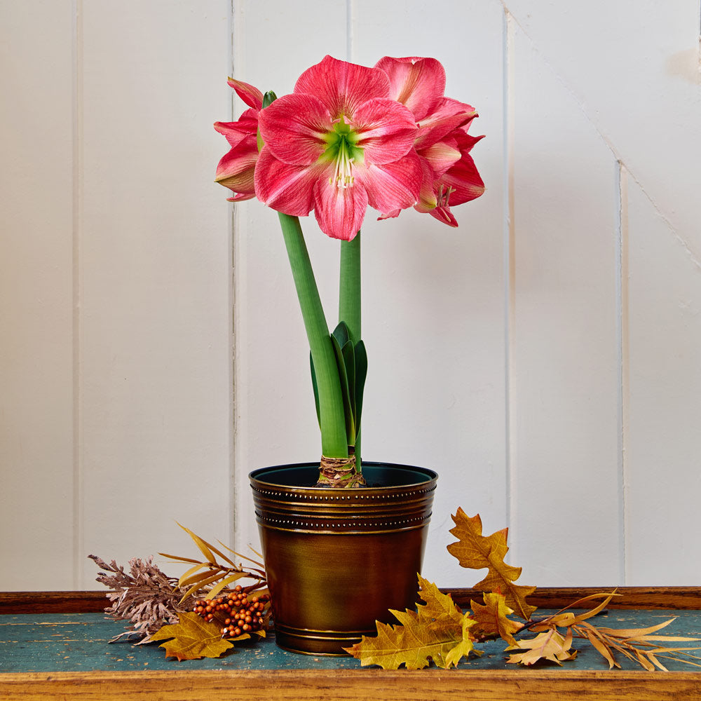 Amaryllis Candy Floss™